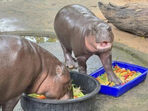 Zoo Khao Kheow, โปรแกรม, Cook for Moodeng