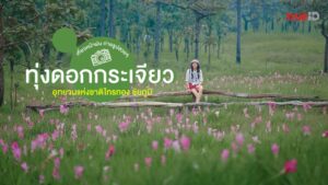 ทุ่งดอกกระเจียว, อุทยานแห่งชาติไทรทอง, ชัยภูมิ, เที่ยวธรรมชาติ, หน้าฝน