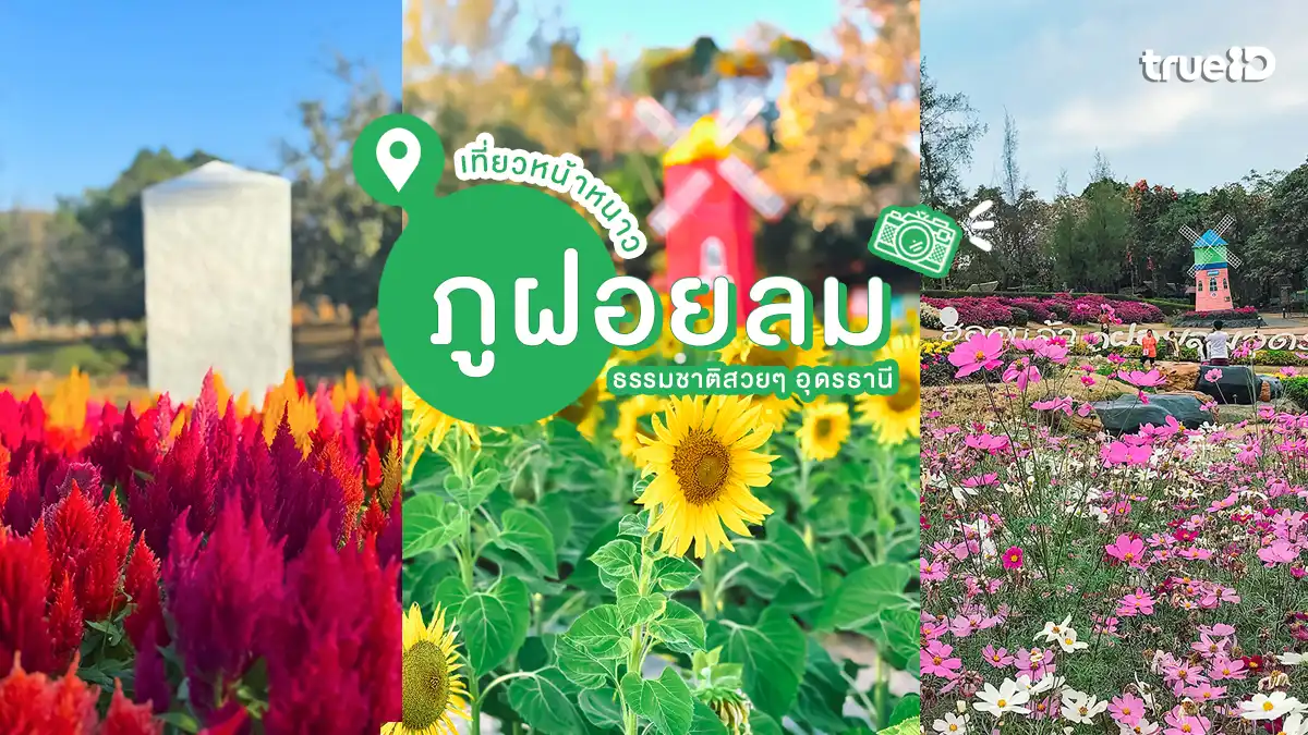 ภูฝอยลม, เที่ยวหน้าหนาว, ที่เที่ยวอุดรธานี, ธรรมชาติสวย, ดอกไม้เมืองหนาว